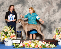 Weimaraner #6 Fri BOW