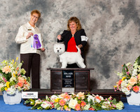 West Highland White Terrier #12 Fri WB Maj