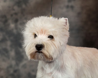 West Highland White Terrier #18 Fri CUSTOM