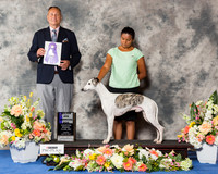 Whippet #25 Fri WD Maj