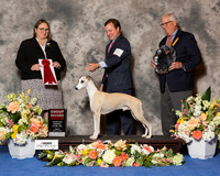 Whippet #9 Fri G2