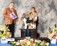 Wire Fox Terrier #18 Fri WB NC Maj