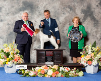 Wire Fox Terrier #20 Fri G2