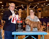 Brussels Griffon #20 Fri BOS