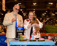 Brussels Griffon #21 Sat BOW