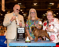 Brussels Griffon #24 Sat SB