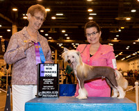 Chinese Crested #9 Sat WD Maj