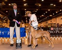 Rhodesian Ridgeback #28 Sat NC