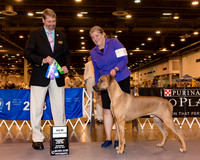 Rhodesian Ridgeback #9 Sat NC