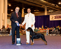 Rottweiler #16 Sat BOW Maj