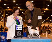 Smooth Chihuahua #22 Sat WB