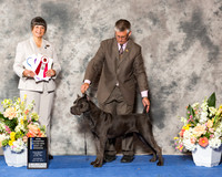 Cane Corso #12 Fri BOW NC Maj