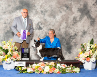 Cardigan Welsh Corgi #26 Sat WB Maj