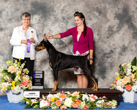 Doberman Pinscher #19 Sat WD