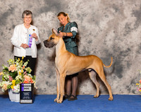 Great Dane #11 Sat WD