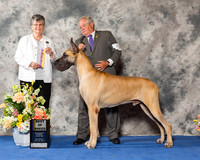 Great Dane #5 Sat BOB