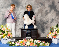 Miniature Poodle #16 Sat BOW NC Maj