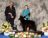 Belgian Sheepdog #10 Sat BOW Maj