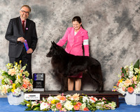 Belgian Sheepdog #19 Sat WD Maj