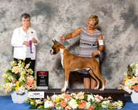 Boxer #27 Sat BOS