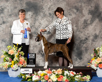 Boxer #30 Sat BOW Maj
