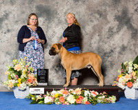 Bullmastiff #19 Sat BOW NC Maj