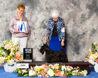 Scottish Terrier #23 Sat BOW Maj