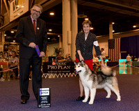 Alaskan Malamute #12 Sat WB