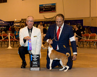 Basenji #22 Sat WB Maj NCh
