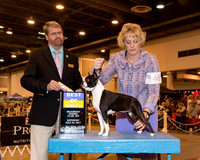 Boston Terrier #46 Sat BOB
