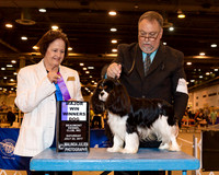 Cavalier King Charles Spaniel #5 WD Maj