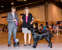 Flat Coated Retriever #7 Sat WD