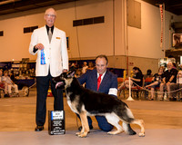 German Shepherd Dog #34 Sat BOW Maj