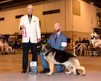 German Shepherd Dog #7 Sat BOS WD Maj