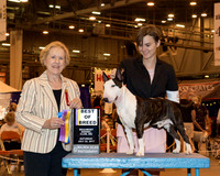 Miniature Bull Terrier #5 Sat BOB