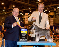 Miniature Schnauzer #17 Sat BOB