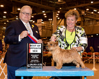 Norfolk Terrier #12 Sat BOS
