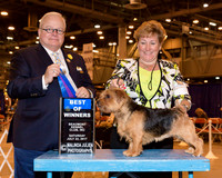 Norfolk Terrier #7 Sat BOW