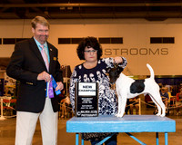 Smooth Fox Terrier #11 Sat NC