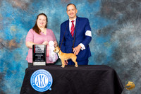 Chihuahua Smooth Coat #32 Friday BOSVSW Judge Kimberly Bettandorff