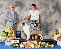 Australian Shepherd #17 Sat BOW Maj