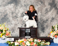 Bichon Frise #17 Sat SD