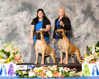Bull Mastiff #10 #19 Sat CUSTOM