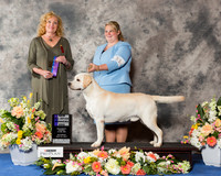 Labrador Retriever #31 Sat WD NC Maj