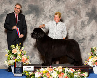 Newfoundland #8 Sat BOS NC