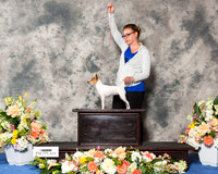 Toy Fox Terrier Sat Flea CUSTOM