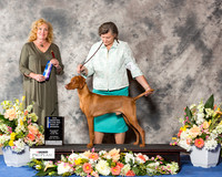 Vizsla #5 Sat BOW NC Maj