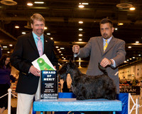 Scottish Terrier #17 Sat AOM