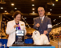 Shih Tzu #5 Sat NGC