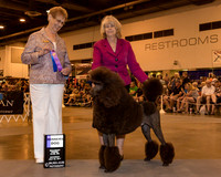 Standard Poodle #19 Sat WD